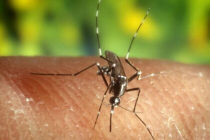 Aumentan casos de dengue en México: ¿Qué estados son los más afectados?