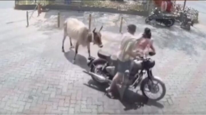 India: ¡Vaca ataca a mujer en plena calle! Insólito video se viraliza