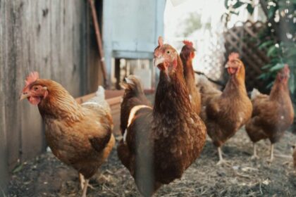 OMS confirma la primera muerte por gripe aviar AH5N2 en México