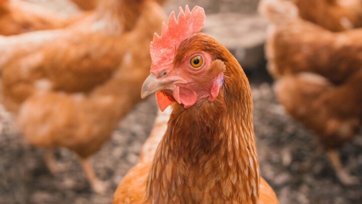 Gripe aviar en México: Autoridades descartan riesgo de contagio tras primera muerte