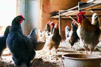 EEUU: Gripe aviar no representa amenaza de pandemia por ahora