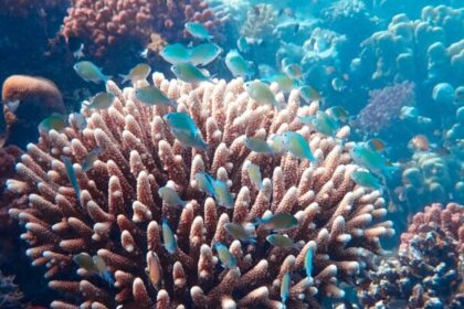 Estos ingredientes de tu protector solar están afectando a los corales marinos
