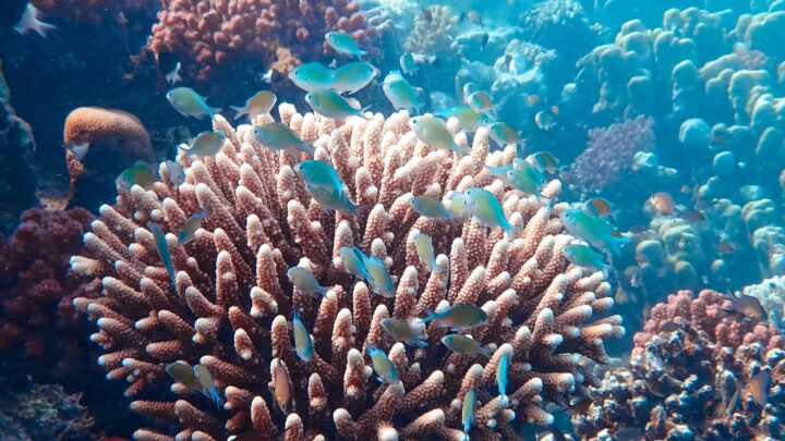 Estos ingredientes de tu protector solar están afectando a los corales marinos