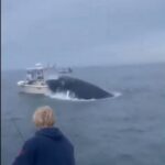 Video viral muestra el momento en que una ballena impacta un bote y vuelca la embarcación