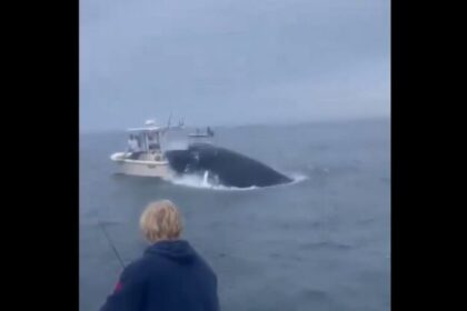 Video viral muestra el momento en que una ballena impacta un bote y vuelca la embarcación