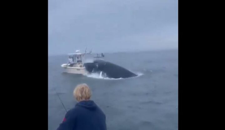 Video viral muestra el momento en que una ballena impacta un bote y vuelca la embarcación