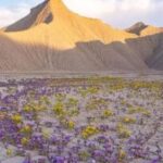 ¡El desierto florece! Un mar de colores invade uno de los lugares más áridos del planeta