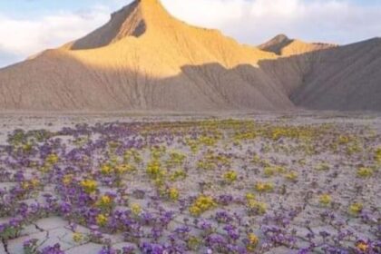 ¡El desierto florece! Un mar de colores invade uno de los lugares más áridos del planeta