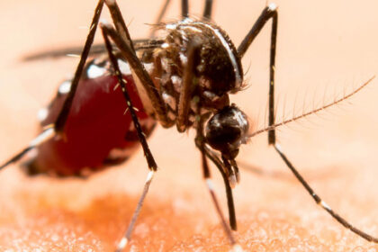 El motivo por el cual el dengue es una enfermedad grave