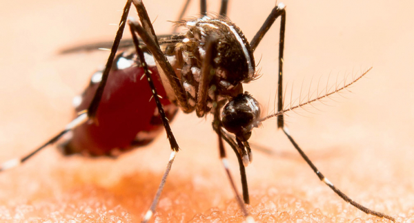 El motivo por el cual el dengue es una enfermedad grave