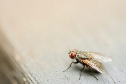 ¿Por qué aparecen más moscas durante las lluvias?