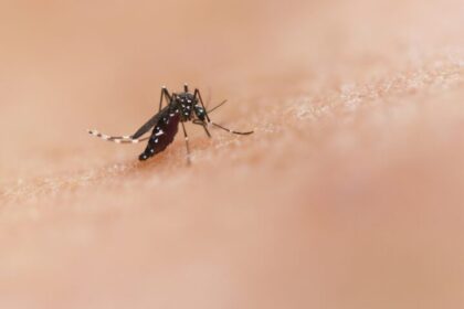 Aumentan casos de dengue en México: 23,856 casos y 49 muertes confirmadas