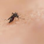 Dengue: diferencias entre el clásico y el hemorrágico y cómo prevenirlo