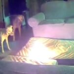 Perrito provoca incendio tras morder batería portátil (VIDEO)