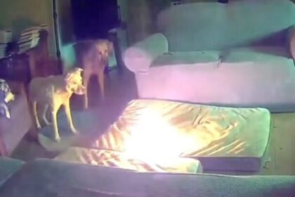 Perrito provoca incendio tras morder batería portátil (VIDEO)