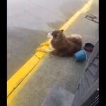 Video viral muestra cómo un trabajador ignora a un perrito mientras pintaba la banqueta