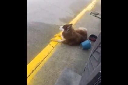 Video viral muestra cómo un trabajador ignora a un perrito mientras pintaba la banqueta