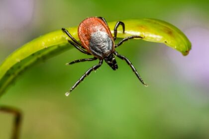 ¿Te picó una garrapata? Conoce las enfermedades que podrías contraer