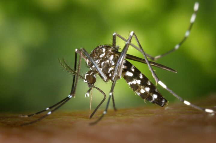 Evitar la automedicación podría salvar tu vida en caso de dengue, advierte la Secretaría de Salud