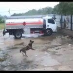 Perro se salva de ser arrastrado por tormenta; video genera indignación