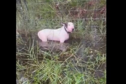 Rescatistas salvan a perrito abandonado durante evacuación por el huracán "Milton" (VIDEO)