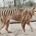 Científicos buscan revivir al tigre de Tasmania con avances genéticos sorprendentes