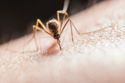 ¿Cómo reconocer el dengue y qué hacer si aparecen síntomas?