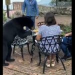 Empleados intentan ahuyentar oso y provoca un golpe a comensal en Chipinque