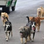 Tragedia en primaria de Huehuetoca: mujer muere y dos niños resultan heridos tras ataque de una jauría dentro plantel