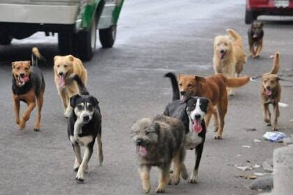 Tragedia en primaria de Huehuetoca: mujer muere y dos niños resultan heridos tras ataque de una jauría dentro plantel