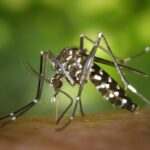 Cinco estados en vigilancia por posible brote de dengue en México