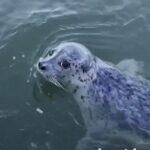 Foca sobrevive a una cacería de orcas gracias a un inesperado refugio en un barco