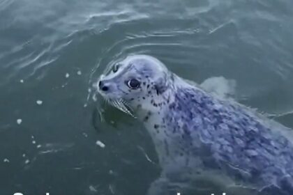 Foca sobrevive a una cacería de orcas gracias a un inesperado refugio en un barco