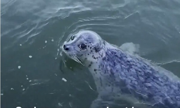 Foca sobrevive a una cacería de orcas gracias a un inesperado refugio en un barco