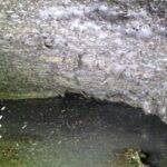 Descubren en Europa la telaraña más grande del mundo, con más de 111 mil arañas