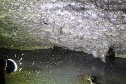 Descubren en Europa la telaraña más grande del mundo, con más de 111 mil arañas