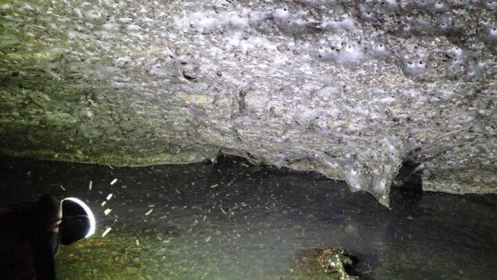 Descubren en Europa la telaraña más grande del mundo, con más de 111 mil arañas