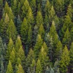 La reforestación masiva en China agrava la escasez de agua, advierte estudio científico