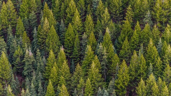 La reforestación masiva en China agrava la escasez de agua, advierte estudio científico