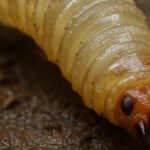 ¿Qué es la miasis? Oaxaca confirma muerte asociada al gusano barrenador